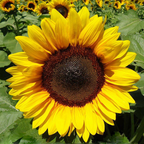 Sunflower ProCut Bril­liance | Flower Seeds in Packets & Bulk | Eden ...