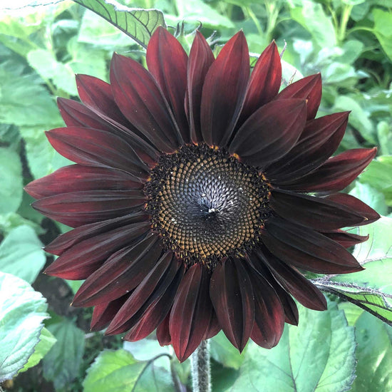 Sunflower ProCut Red | Flower Seeds in Packets & Bulk | Eden Brothers