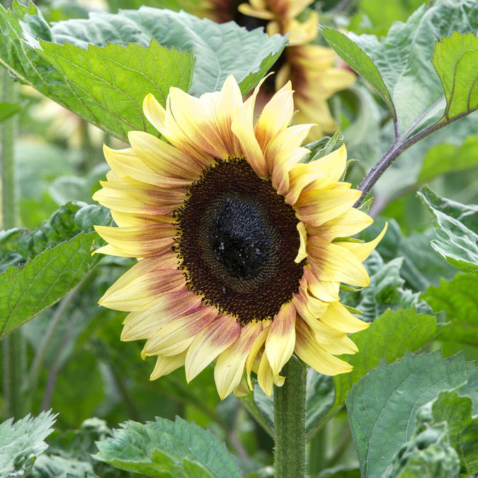 Sunflower ProCut Red Lemon Bicolor