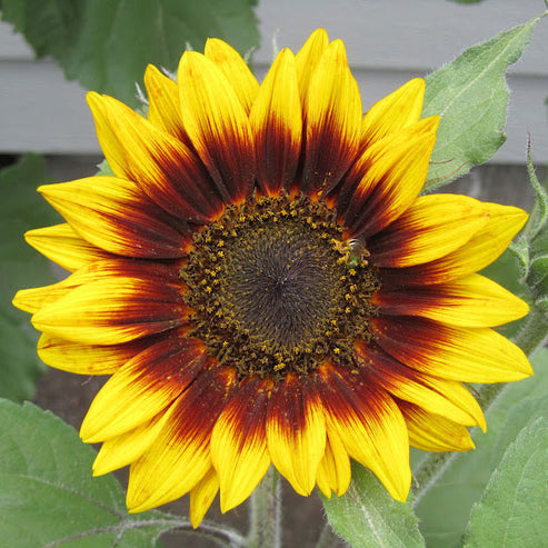 Sunflower Seeds - Ring of Fire | Flower Seeds in Packets & Bulk | Eden ...