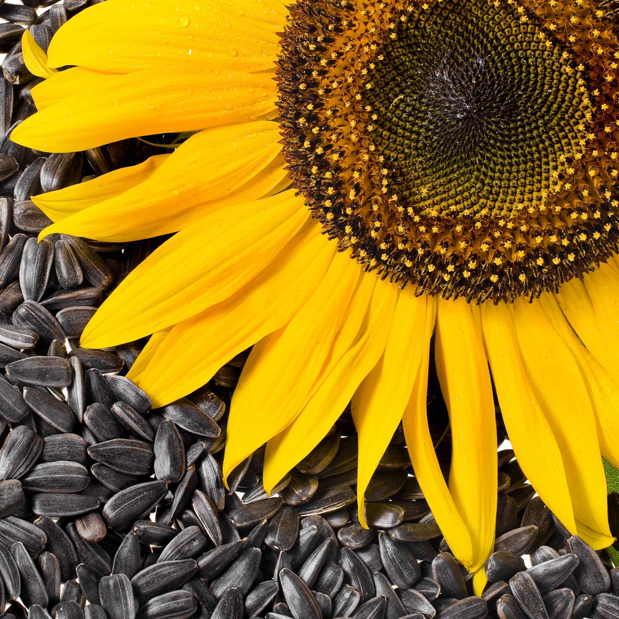 Sunflower Seeds - Black Oil Microgreen | Flower Seeds in Packets & Bulk ...