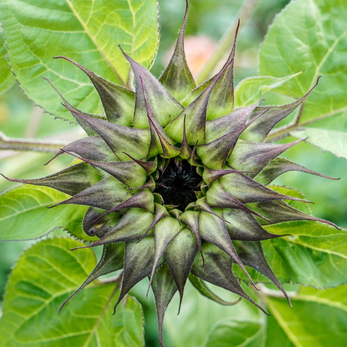 Sunflower Sunfill Purple Flower Seeds In Packets And Bulk Eden Brothers