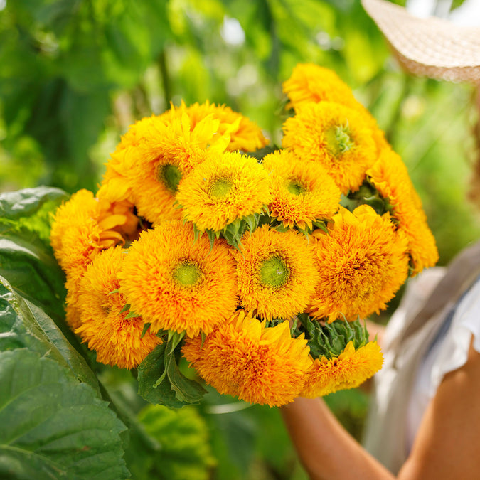 sunflower sungold