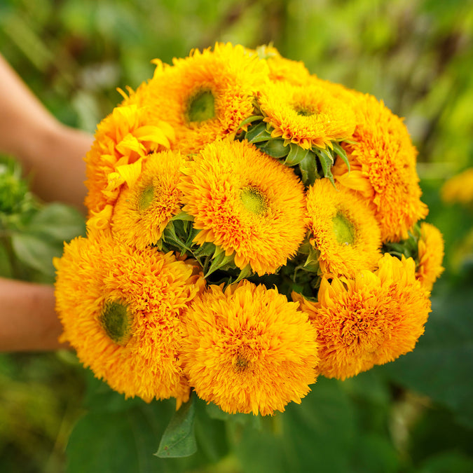 sunflower sungold