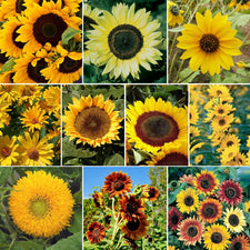 Flower & Wildflower Mixes | Shop 120 Varieties | Eden Brothers