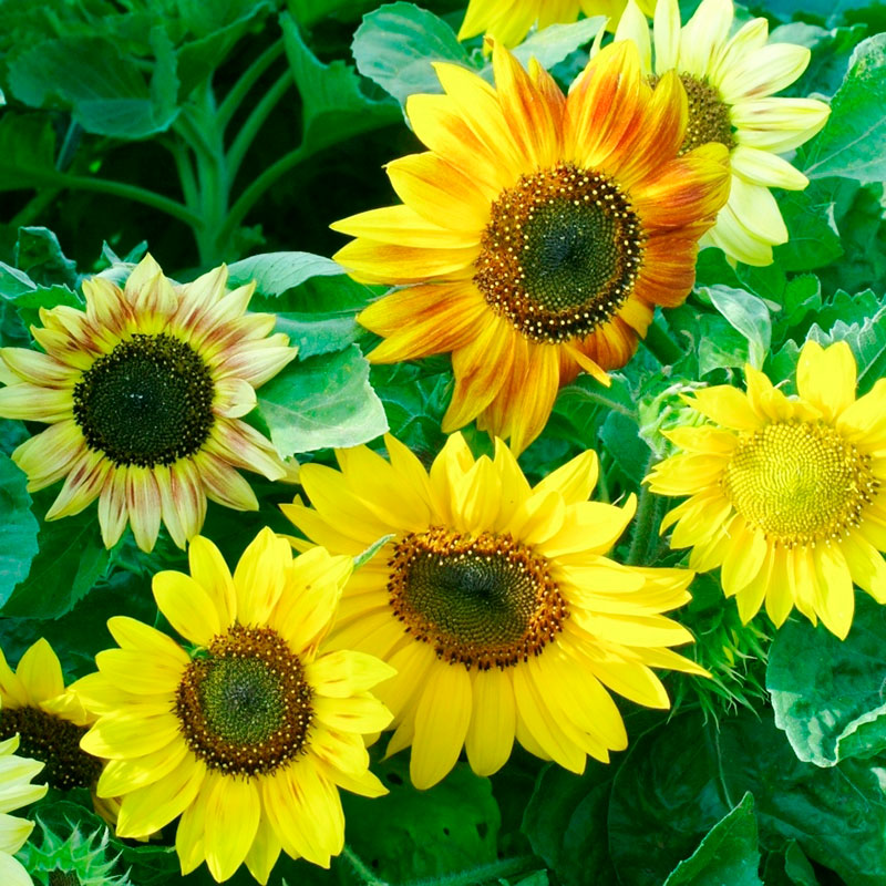 Sunflower Seeds - Twilight Zone | Flower Seeds in Packets & Bulk | Eden ...