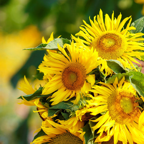 Sunflower Seeds - Yellow Pygmy 