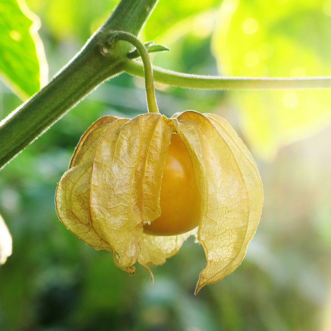 tomatillo ground cherry