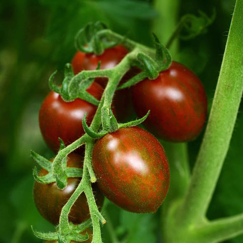 Tomato Seeds - Chocolate Sprinkles | Vegetable Seeds in Packets & Bulk ...