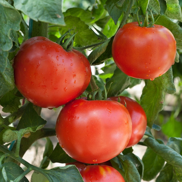 Maritza Rose Tomato (Slicer) - High Desert Seed + Gardens