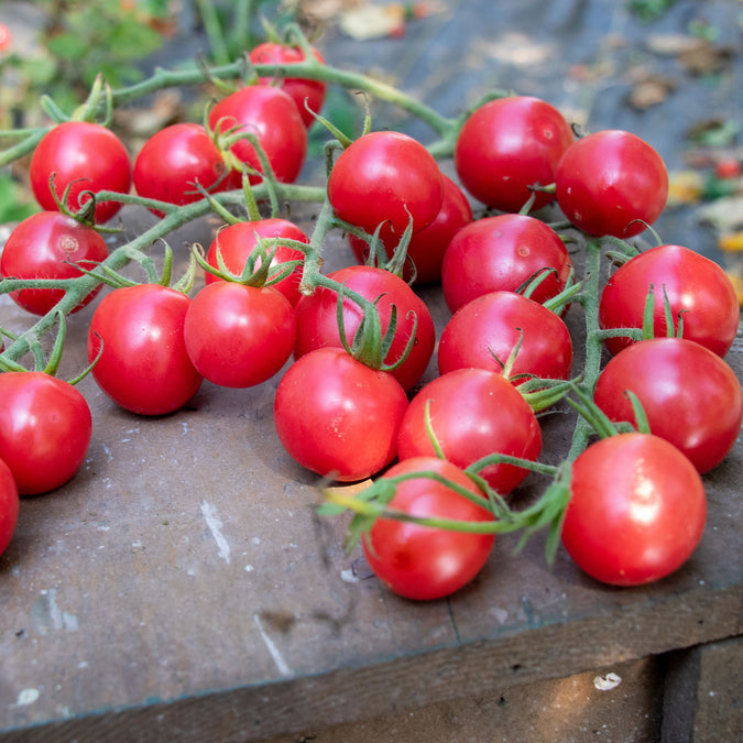 tomato melon f1