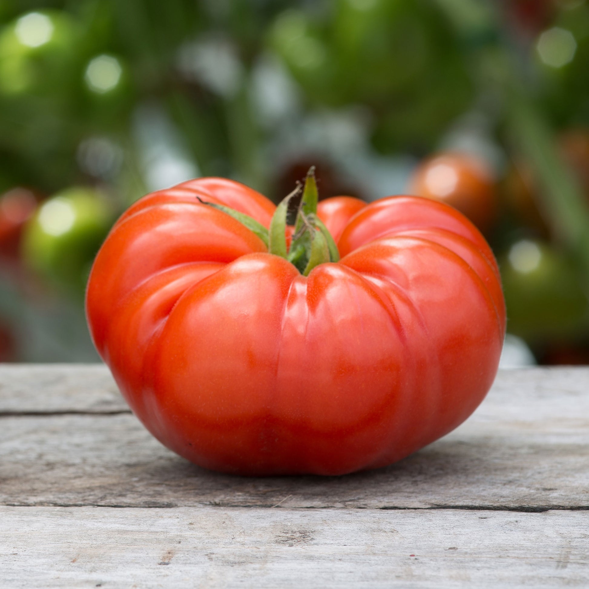 Organic Tomato Seeds - Beefsteak