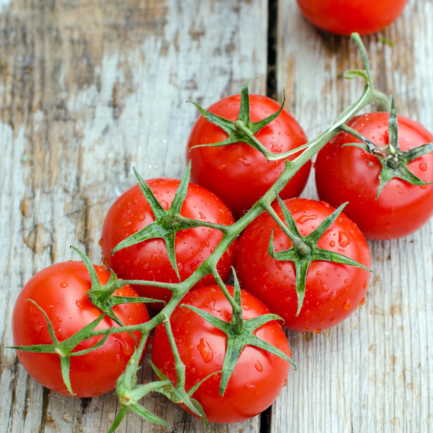 tomato large red cherry