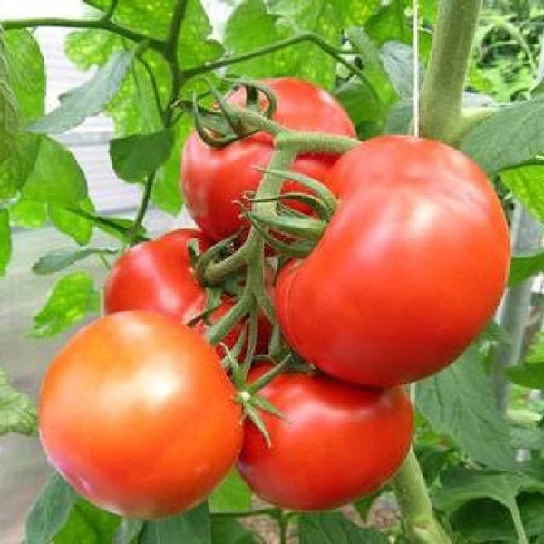 Shop Slicing Tomato, Rutgers and other Seeds at Harvesting History