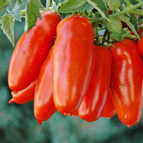 Tomato Seeds - San Marzano | Vegetable Seeds in Packets & Bulk | Eden ...