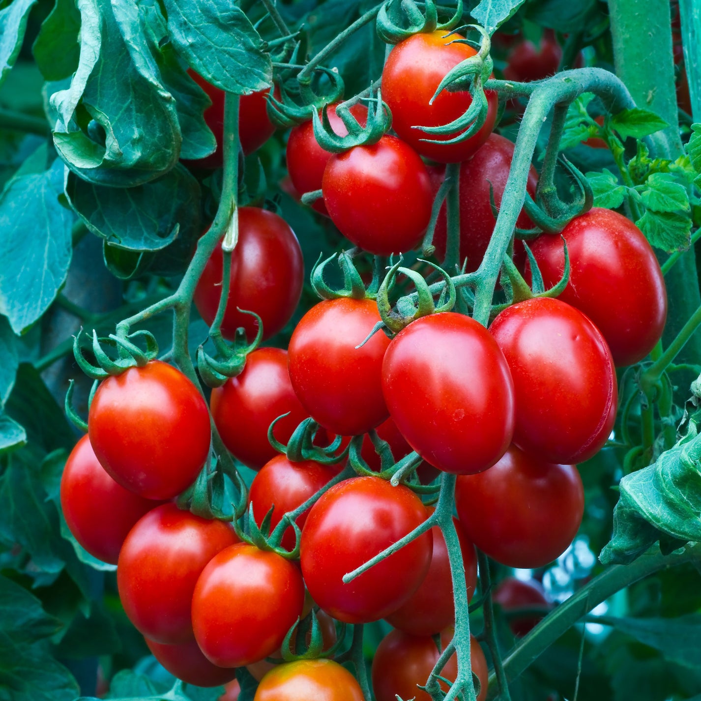 Tomato Seeds - Small Red Cherry | Vegetable Seeds in Packets & Bulk ...