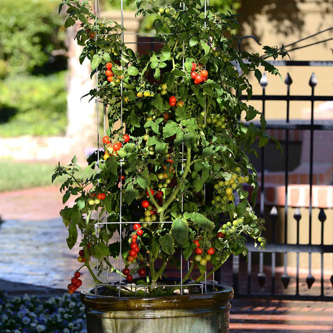 tomato tidy treats