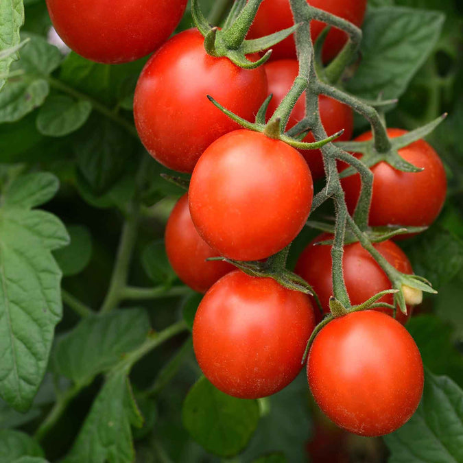 tomato tidy treats