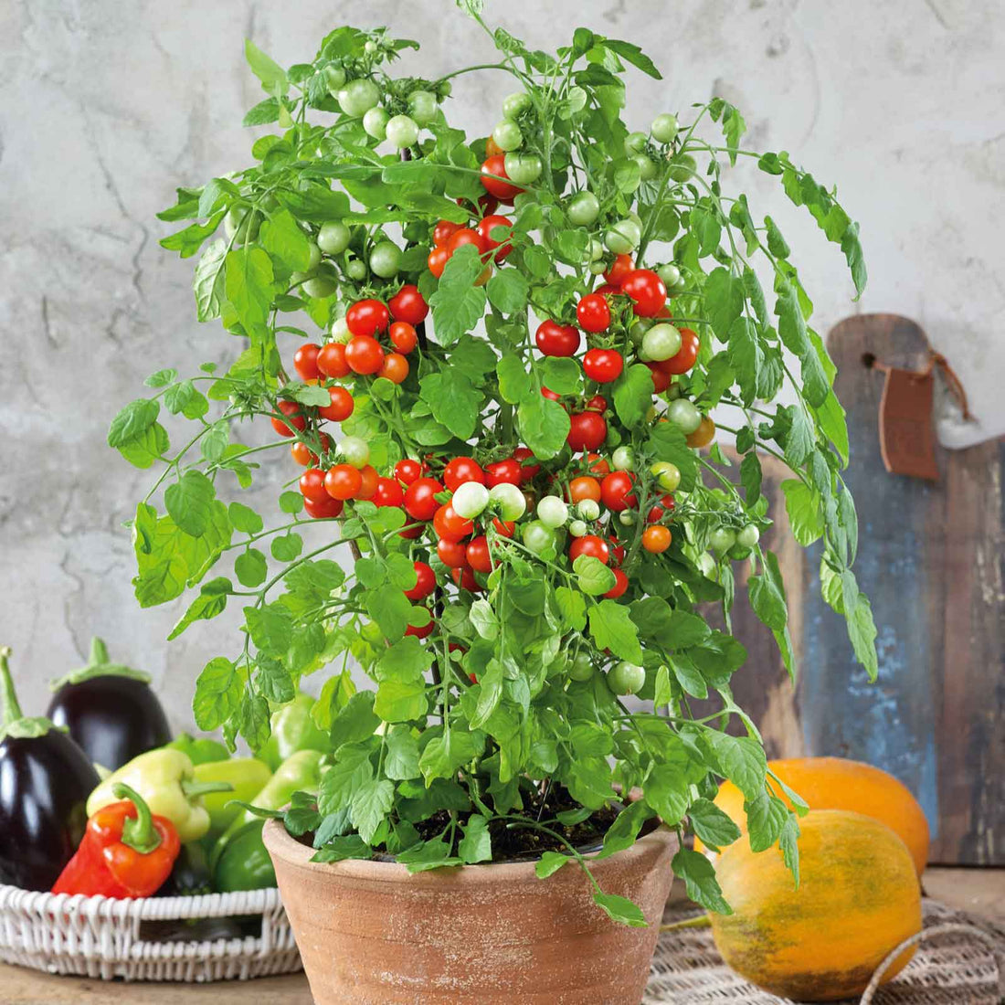 Tomato Seeds - Tidy Treats 