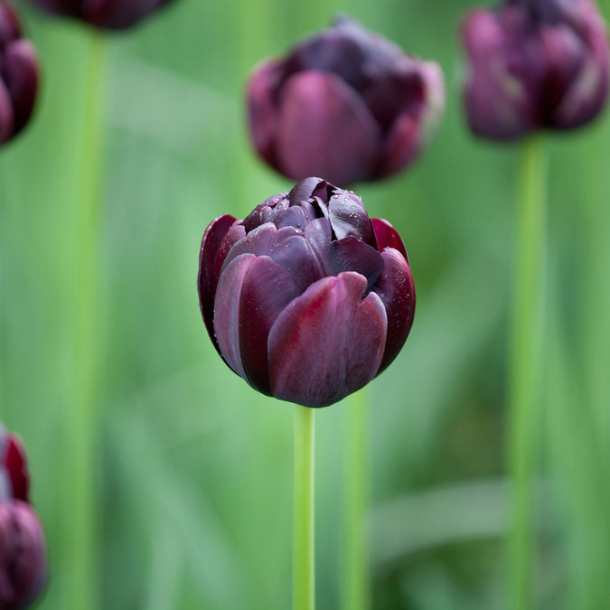 tulip black hero