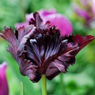 Black Flower Seeds and Bulbs | Shop 32 Varieties | Eden Brothers – Page 2