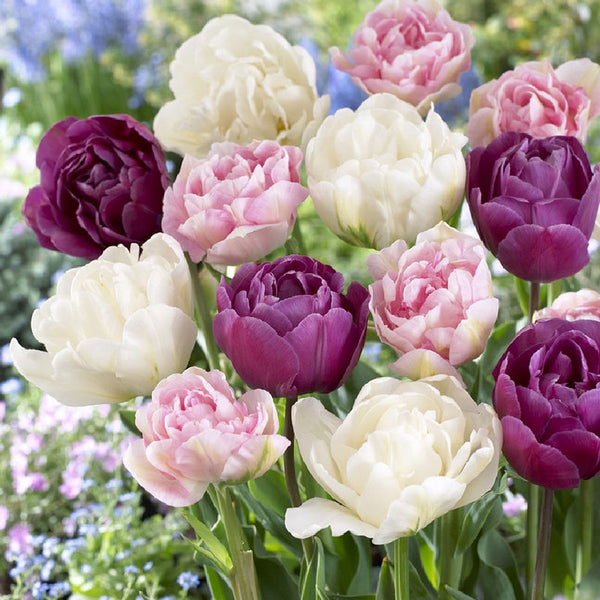 Double Late Tulip Bulbs - Pink Mix, Fall Flower Bulbs