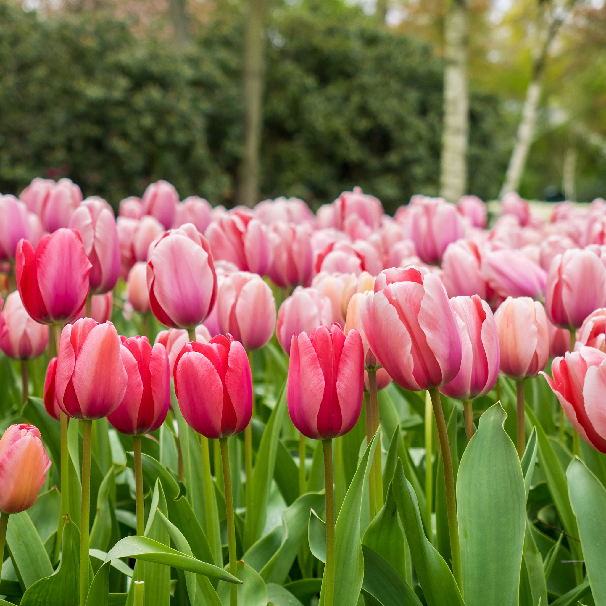 Tulip Bulbs Pink Impression