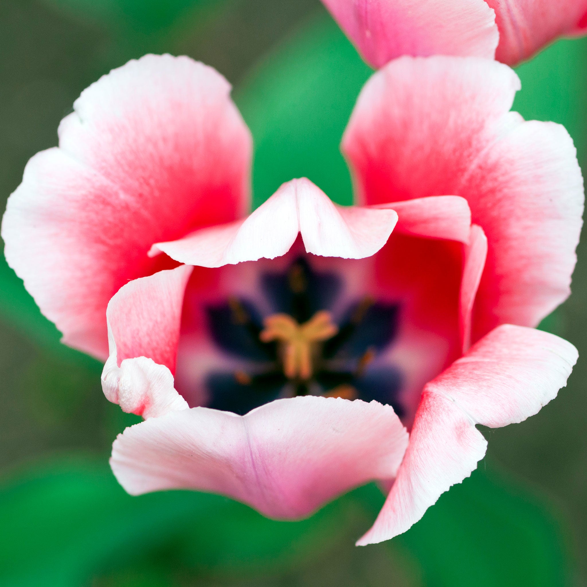 Darwin Hybrid Tulip Bulbs - Pink Impression | Fall Flower Bulbs | Eden ...