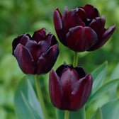 Single Late Tulip Bulbs - Queen Of The Night | Fall Flower Bulbs | Eden ...
