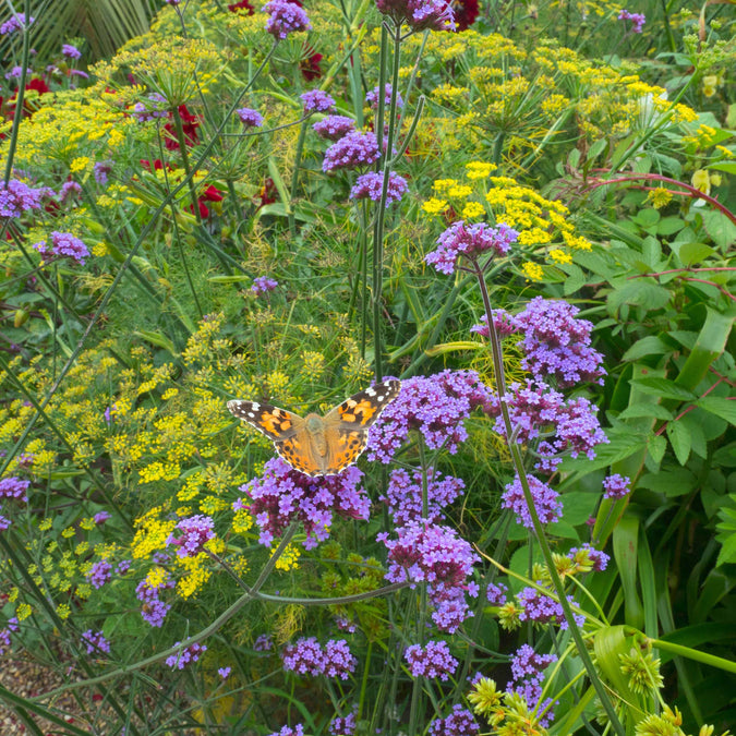 verbena purpletop