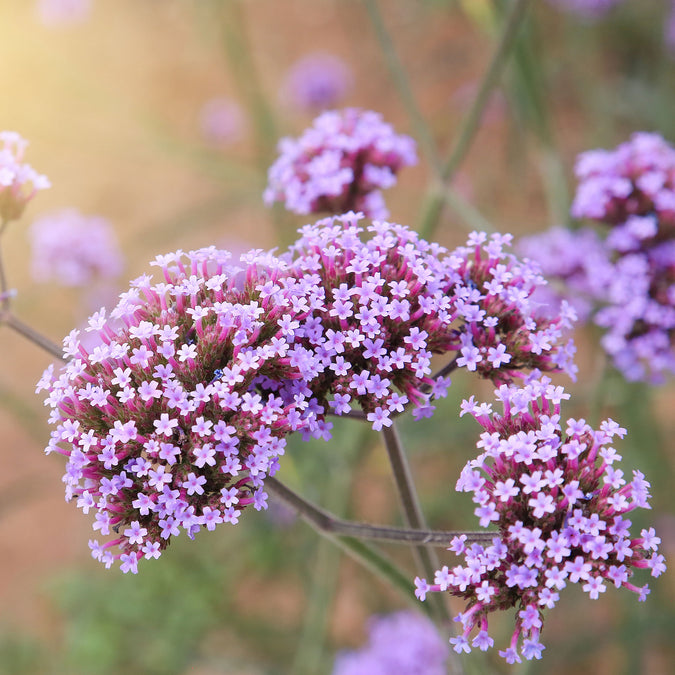 verbena purpletop