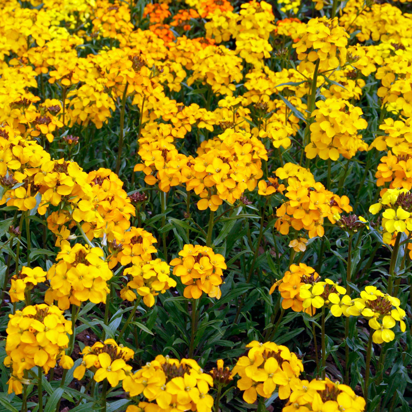 Siberian Wallflower Seeds | Flower Seeds in Packets & Bulk | Eden Brothers