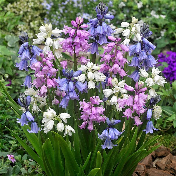 Wood hyacinth deals