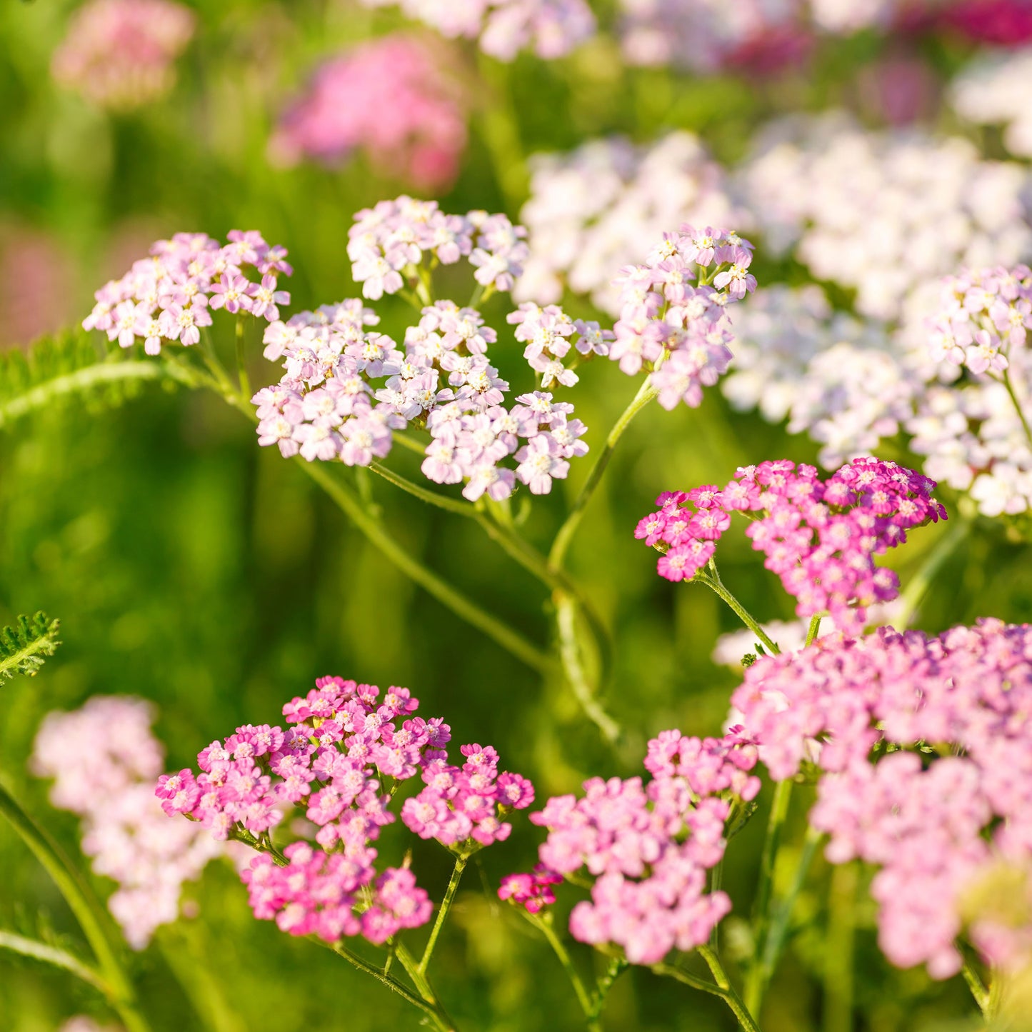 Pink Yarrow 400 Seeds Long Lasting Clusters of Small Pink/Purple Flowers :  : Everything Else