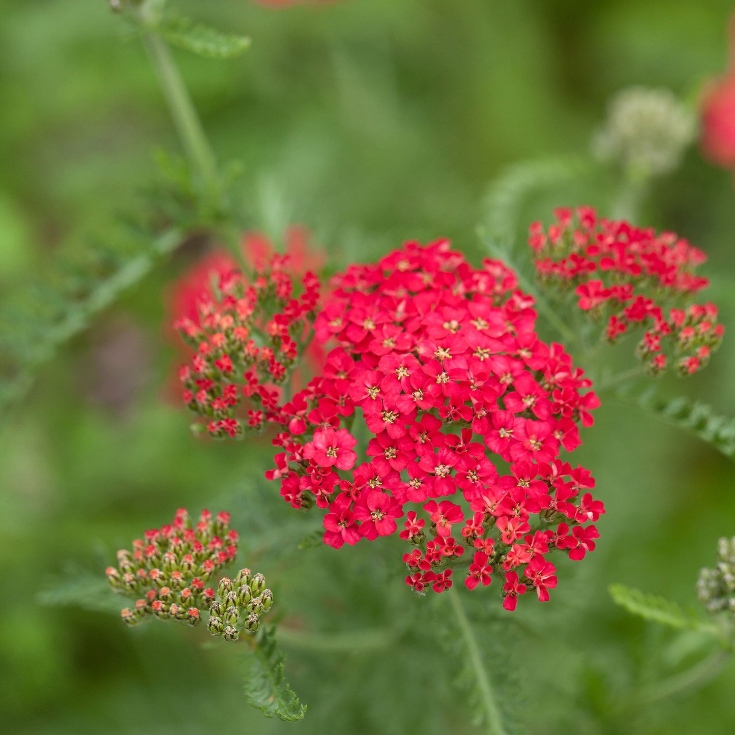 Red Yarrow Seeds | Flower Seeds in Packets & Bulk | Eden Brothers