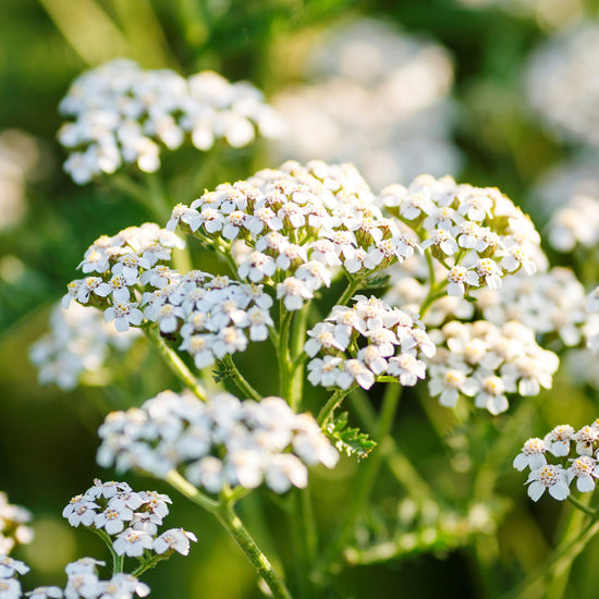 White Yarrow Seeds | Flower Seeds in Packets & Bulk | Eden Brothers