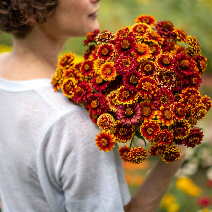 zinnia aztec mix