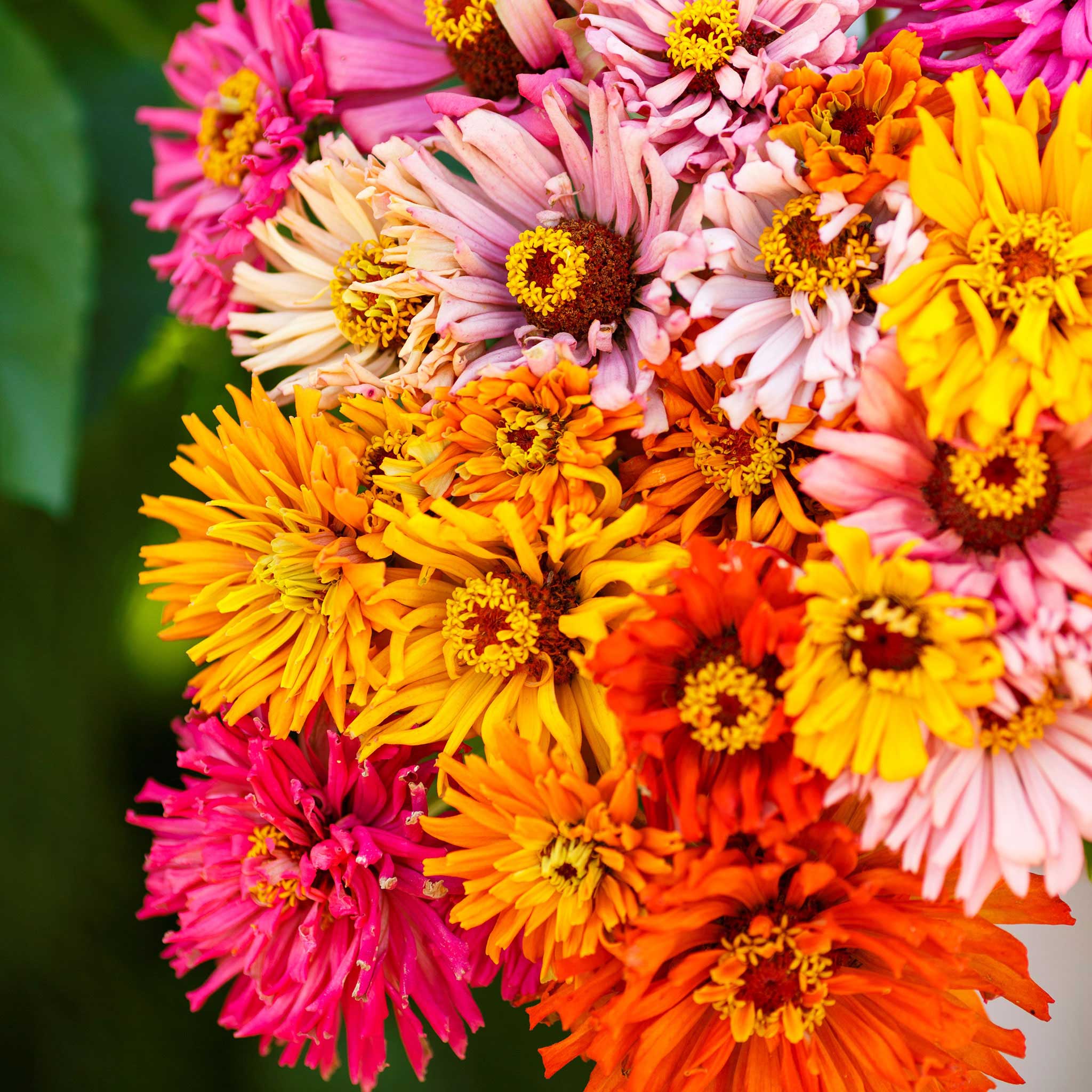 Zinnia Seeds - Burpeeana Giants Mix | Flower Seeds In Packets & Bulk ...