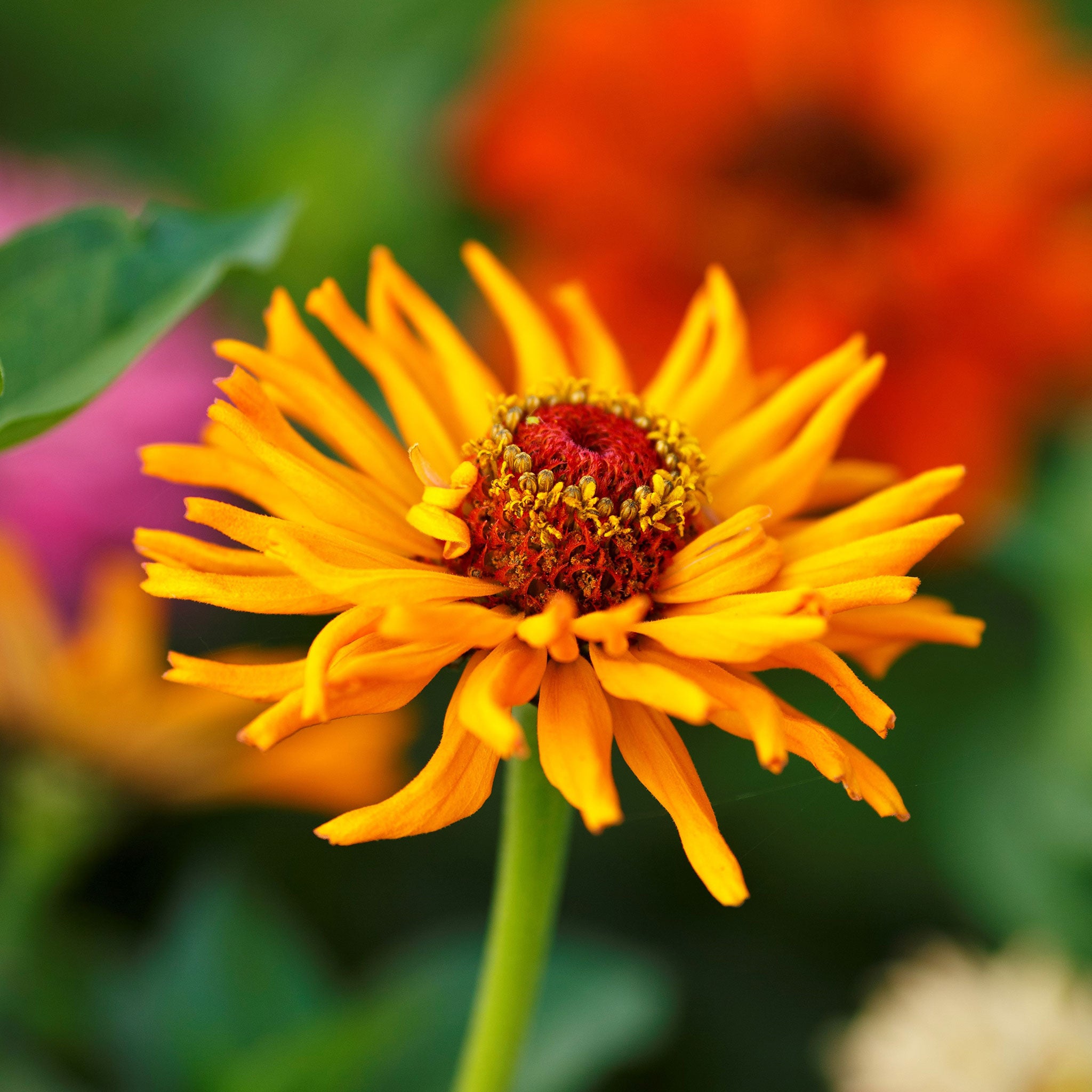 Zinnia Seeds - Cactus Flowered Mix | Flower Seeds In Packets & Bulk ...