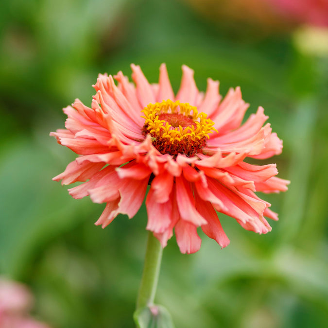 zinnia cactus flowered