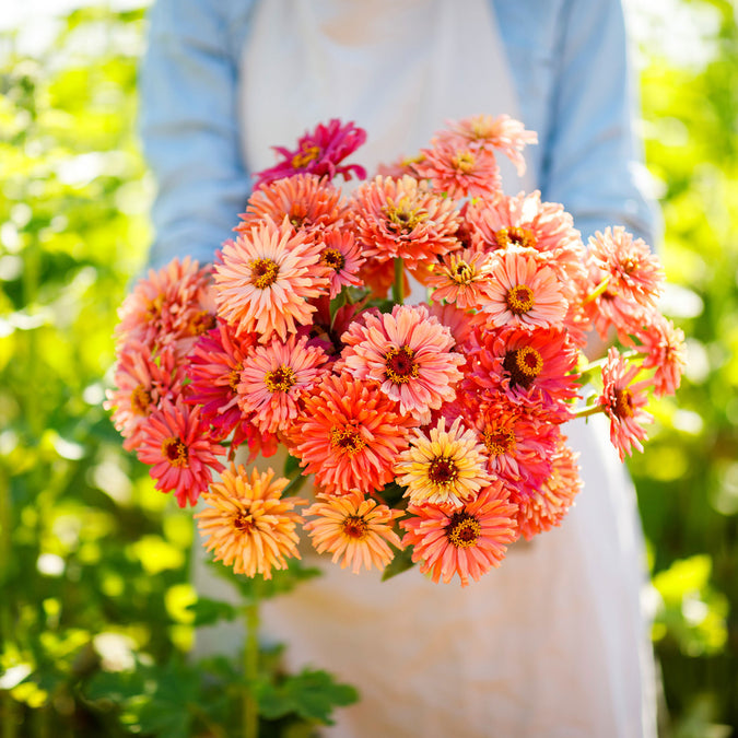 zinnia cactus pink shades