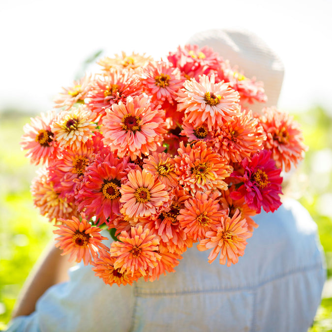 zinnia cactus pink shades