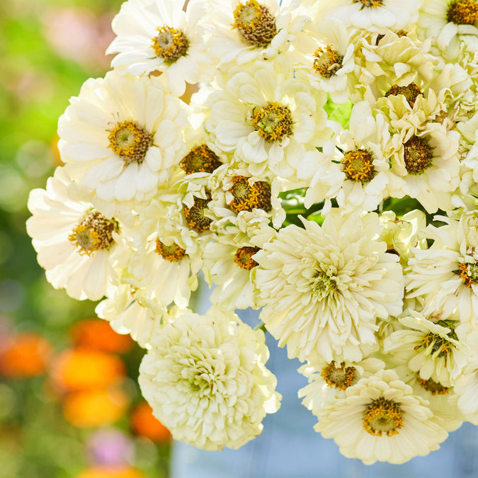 zinnia cactus snowman