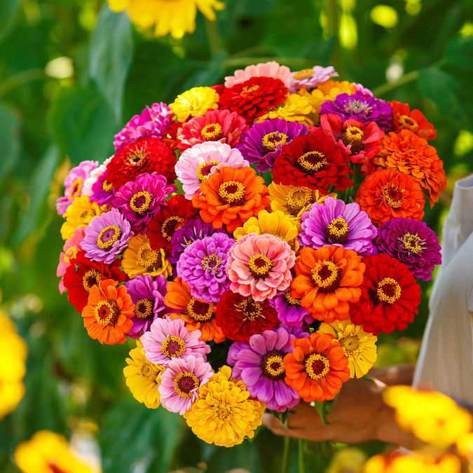 zinnia california giants 