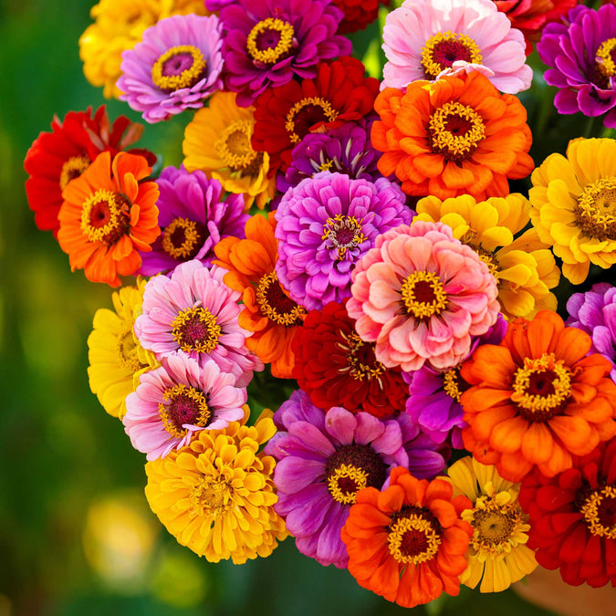 zinnia california giants 