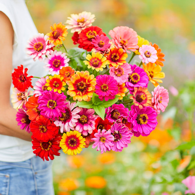 zinnia carrousel