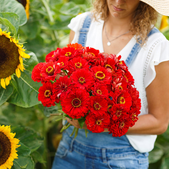 zinnia cherry queen