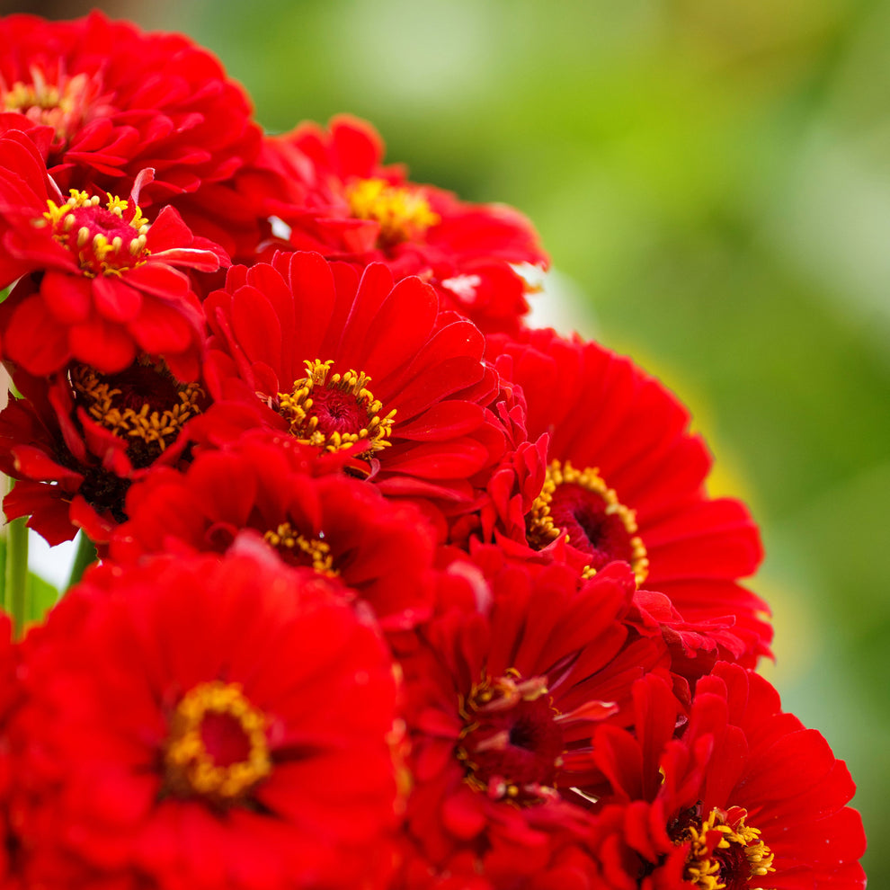 Zinnia Seeds - Cherry Queen | Flower Seeds in Packets & Bulk | Eden ...