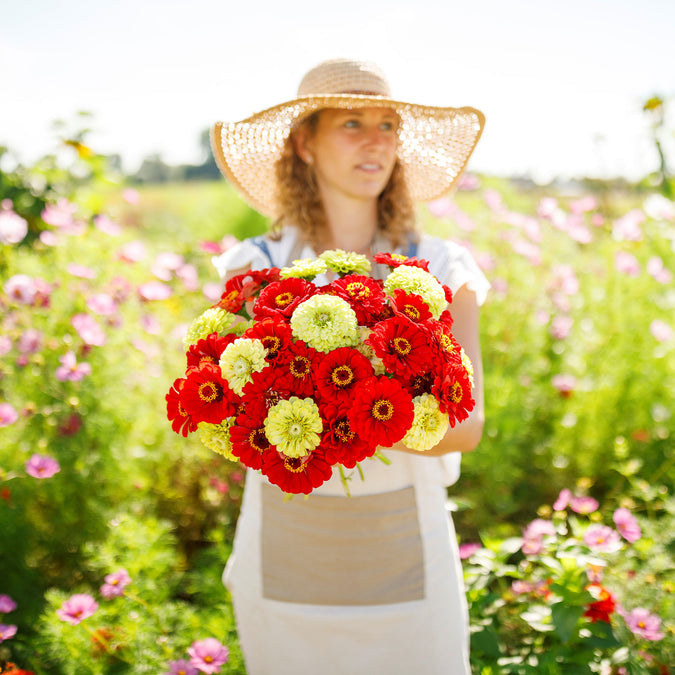 zinnia christmas in july mix