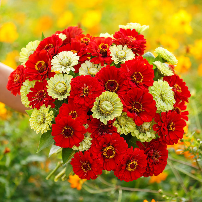 zinnia christmas in july mix